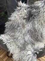 Gotlandsk lammeskind i naturfarver med tætte, bløde krøller