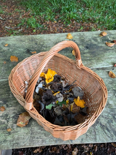 Svampekurv i flet_39 cm
Pileflet