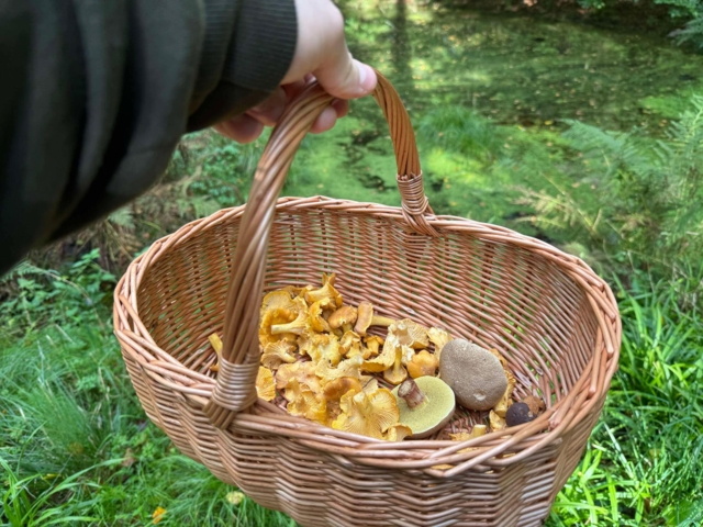 Svampekurv i flet_39 cm
Pileflet