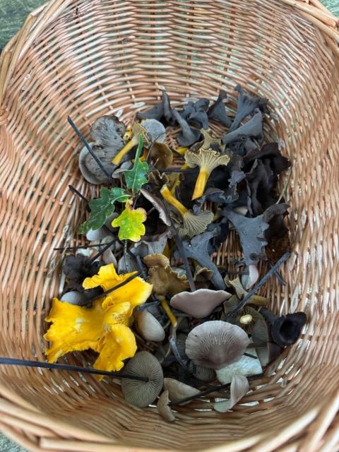 Svampekurv i flet_39 cm
Pileflet