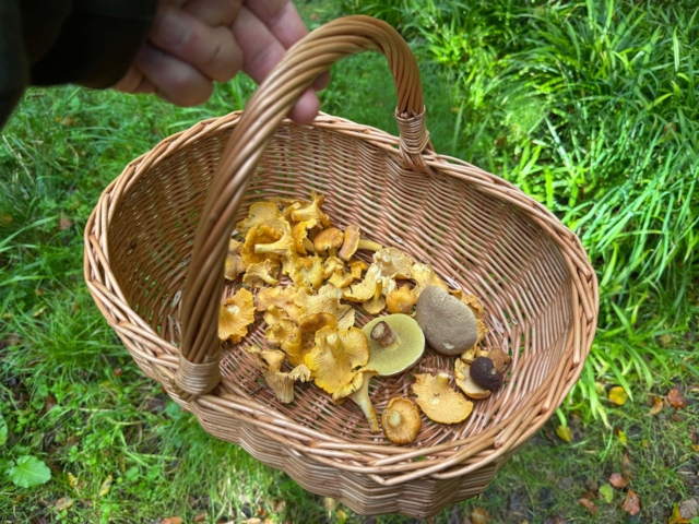 Svampekurv i flet_39 cm
Pileflet