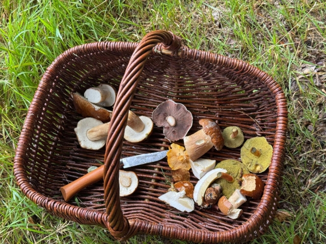 Kurv til svampe
Håndflettet i mørk pil
Robust Kurv