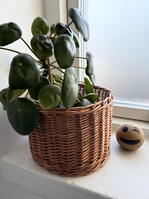 Blomsterskjuler i flet