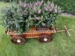 Havedokration
vogn til blomster